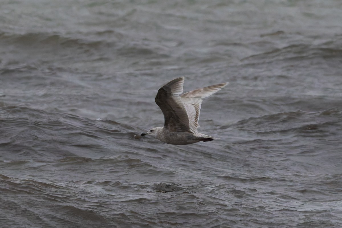 gull sp. - ML636296371