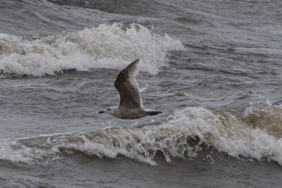gull sp. - ML636296372