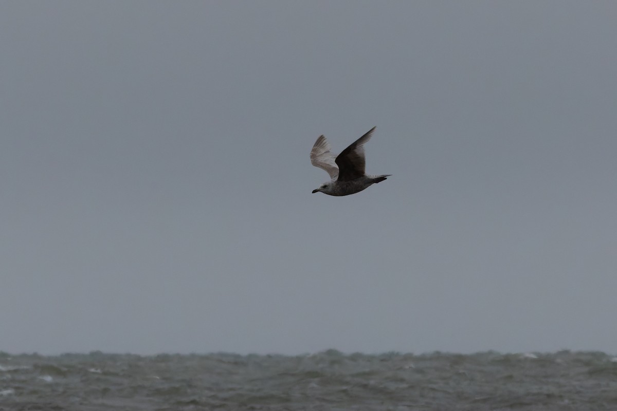 gull sp. - ML636296373