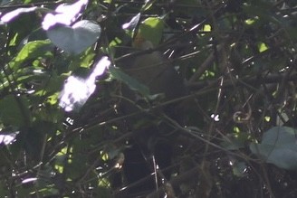 Green Malkoha - ML636296437