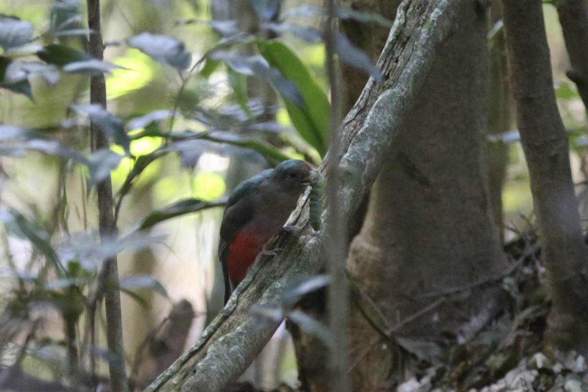 Narina Trogon - ML636296478