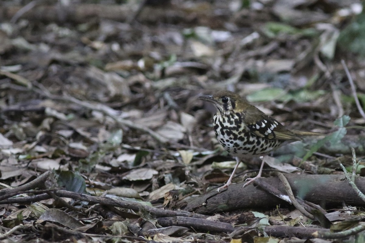 Spotted Ground-Thrush (Spotted) - ML636296515