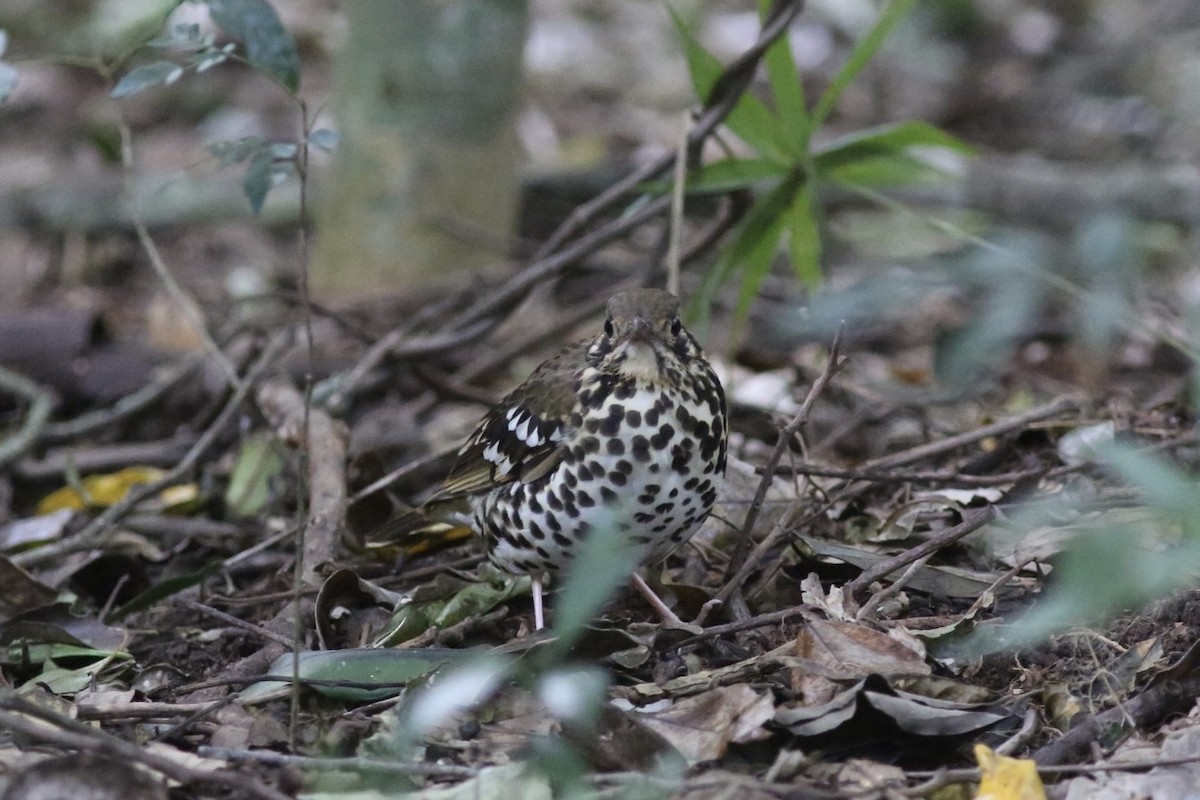 Spotted Ground-Thrush (Spotted) - ML636296517