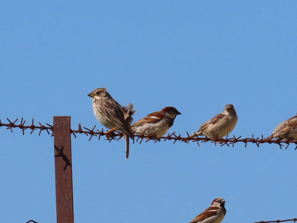 Corn Bunting - ML636296555