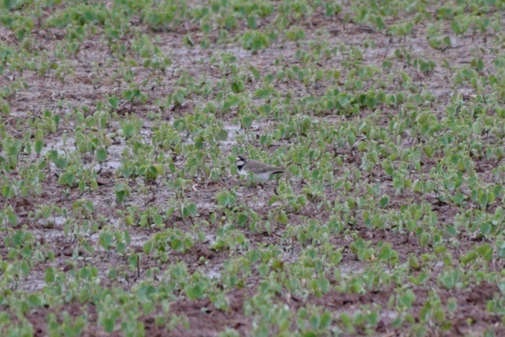 Semipalmated Plover - ML636296645