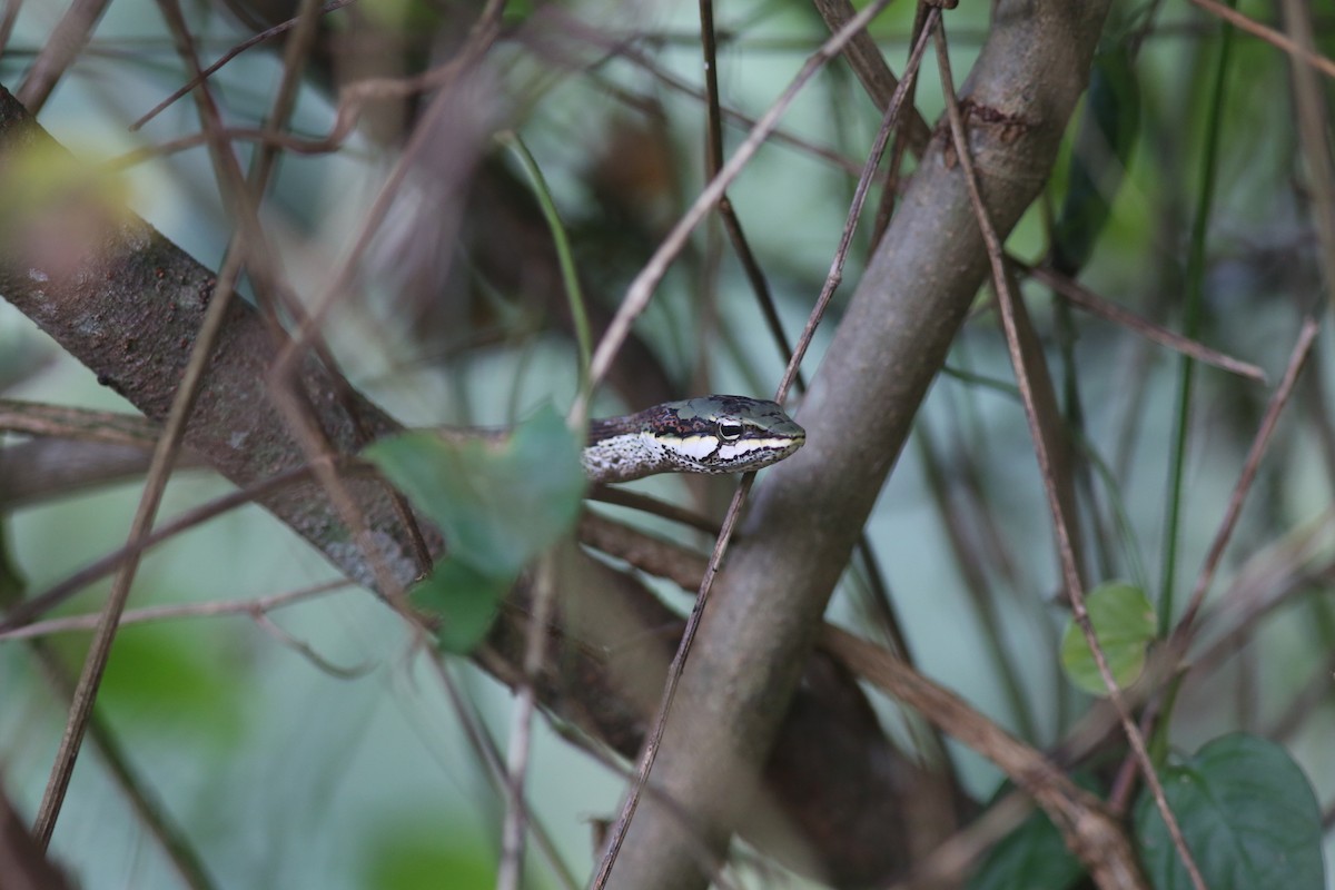 Southern Vine Snake - ML636296669