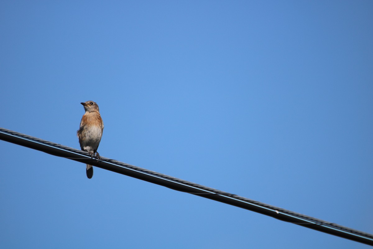 Eastern Bluebird - ML63629671