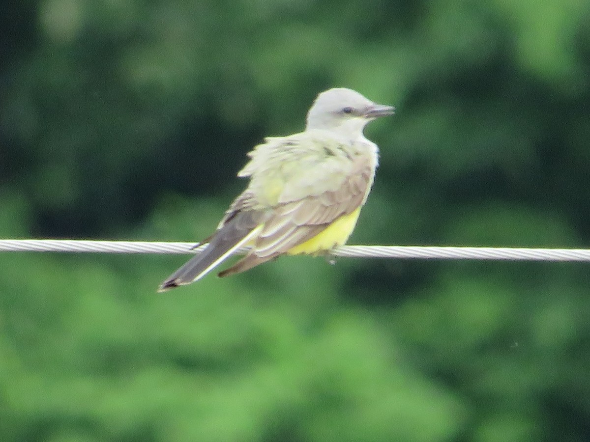 Western Kingbird - ML636296767