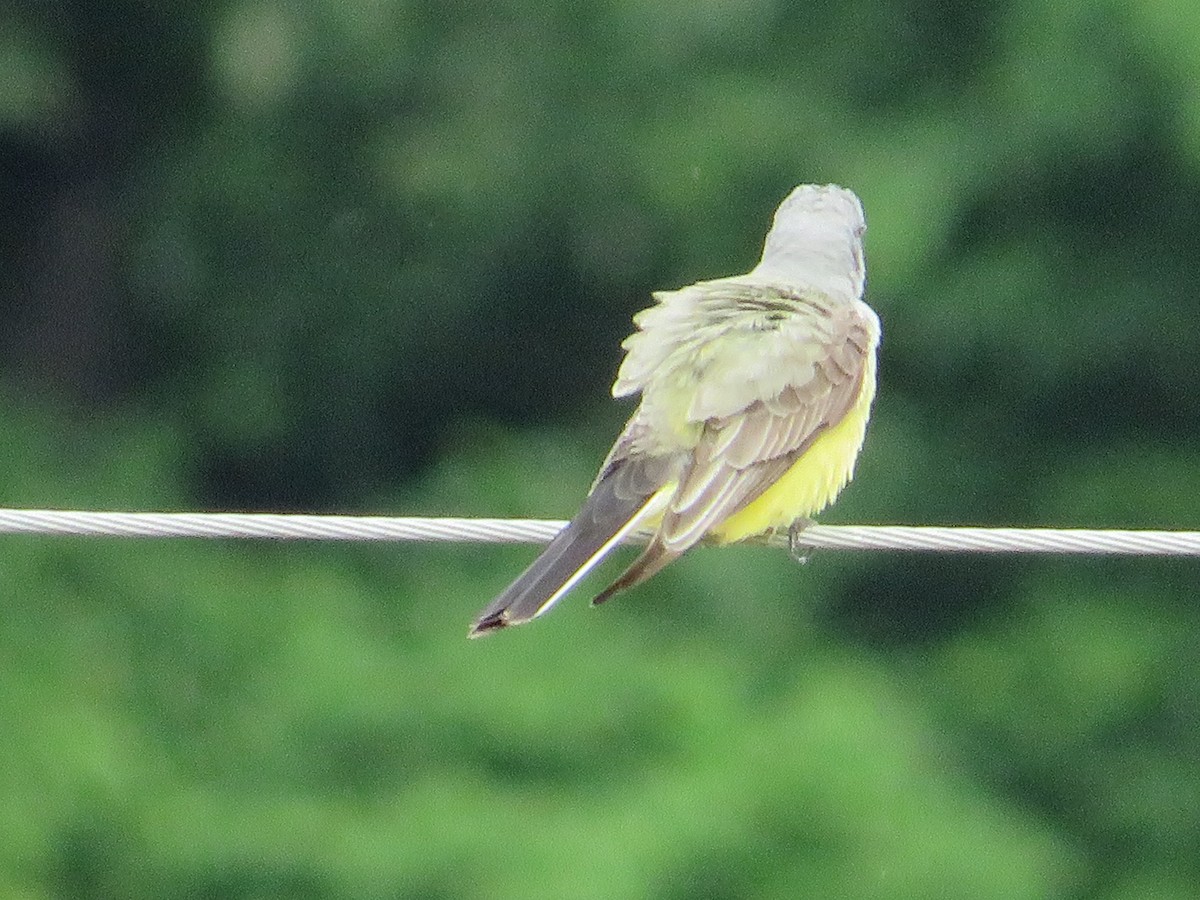 Western Kingbird - ML636296768