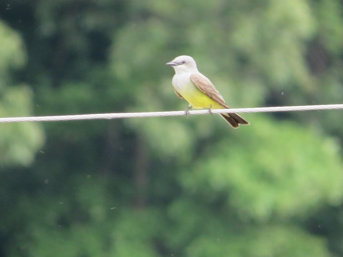 Western Kingbird - ML636296769