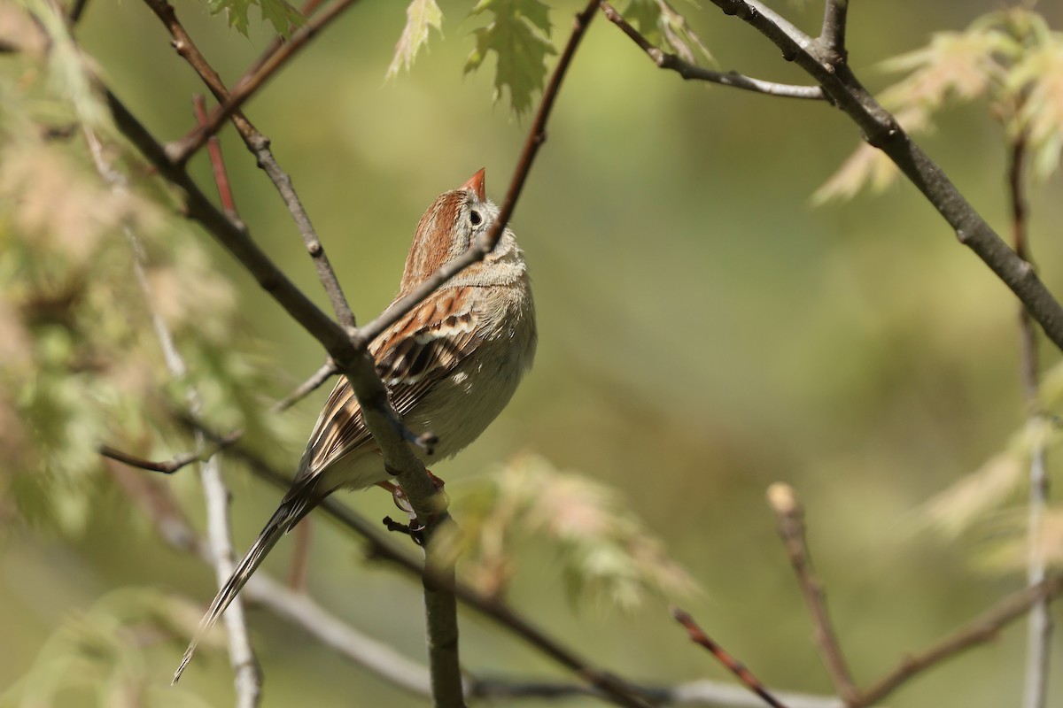 Field Sparrow - ML636296885