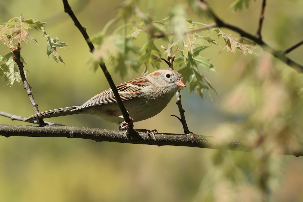Field Sparrow - ML636296886
