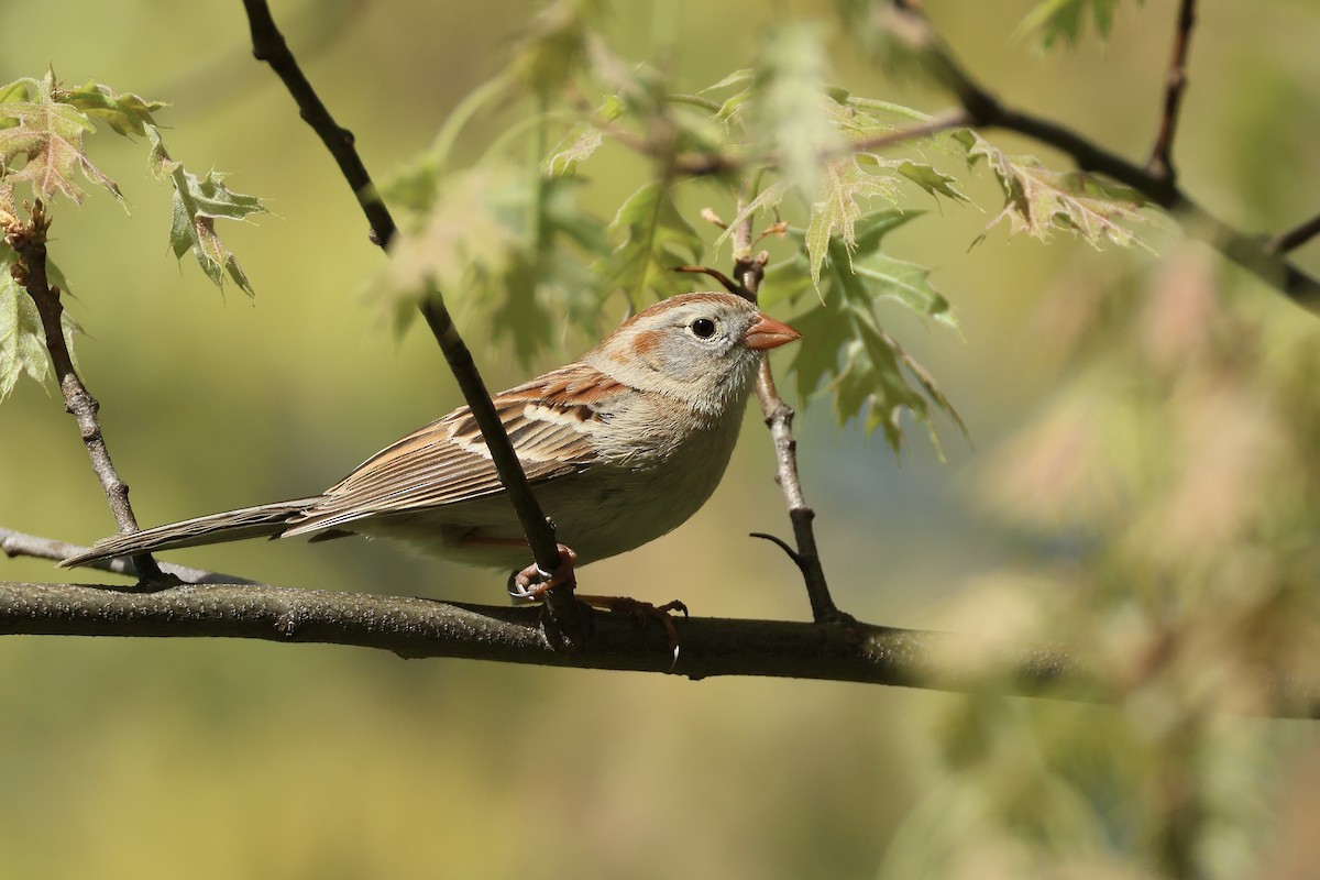 Field Sparrow - ML636296887
