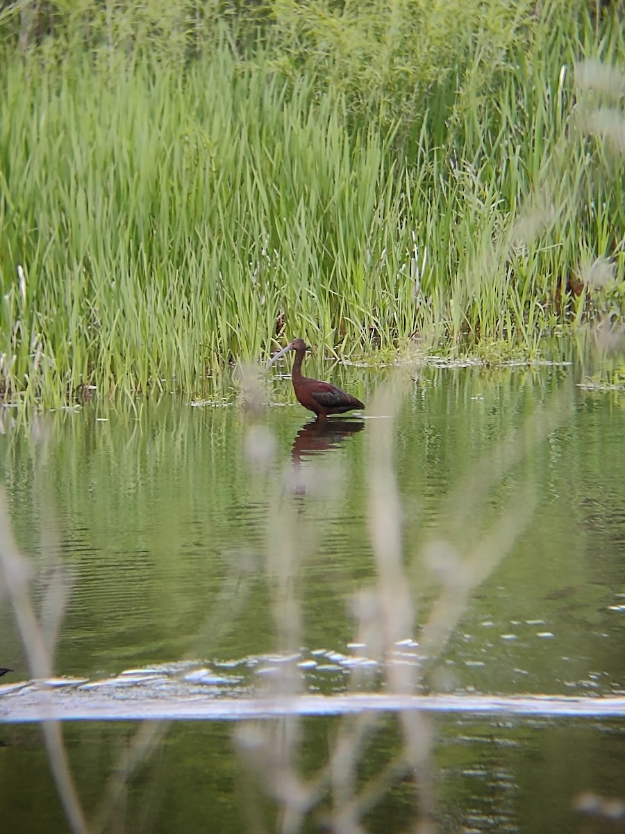 White-faced Ibis - ML636296935
