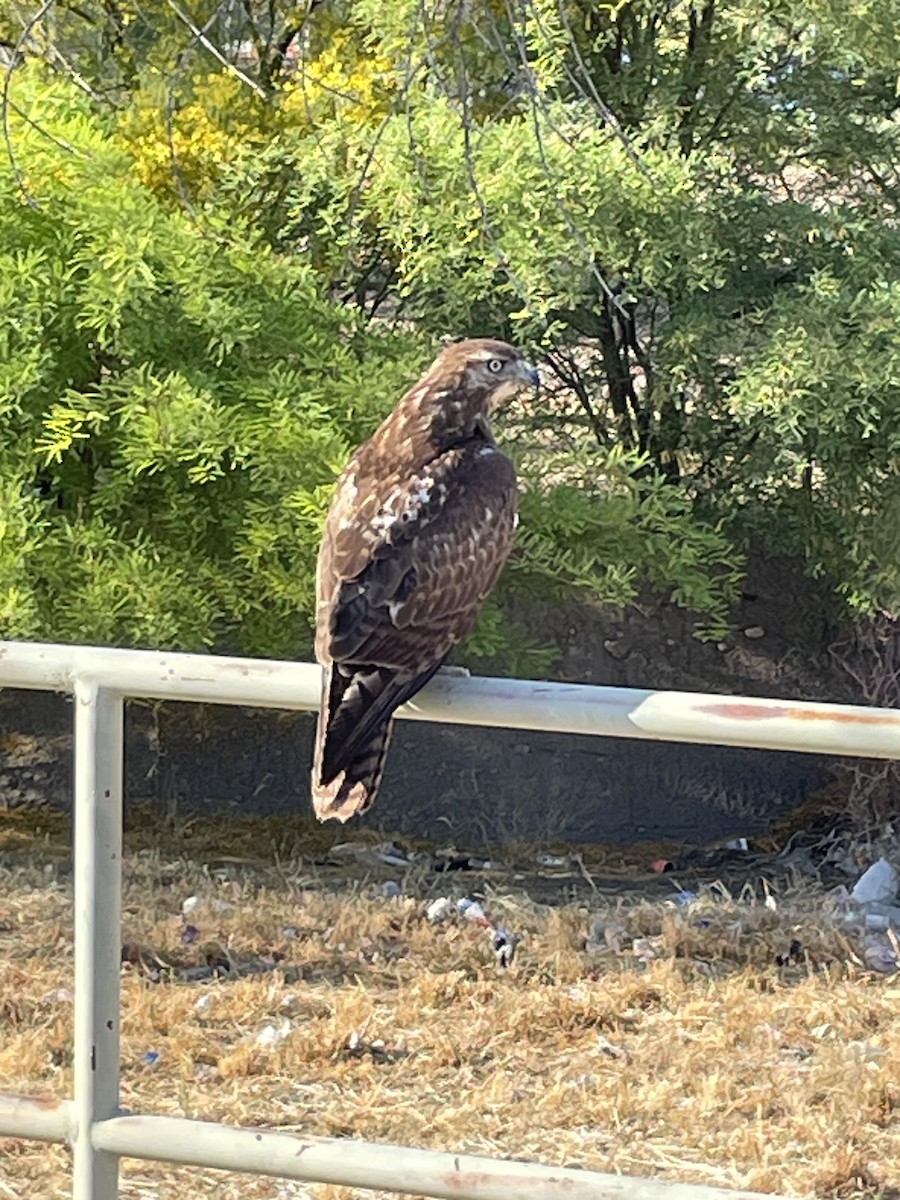 Red-tailed Hawk - ML636296945