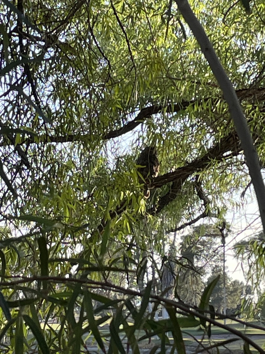 Great Horned Owl - ML636296948