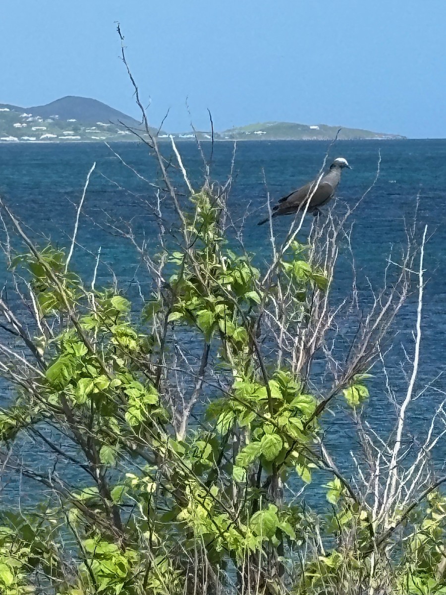 White-crowned Pigeon - ML636296975