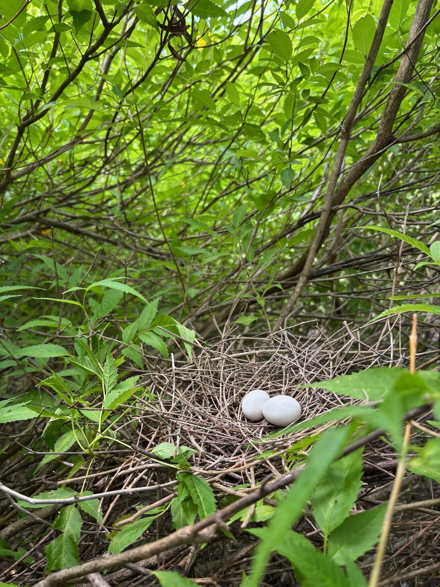 White-crowned Pigeon - ML636296981