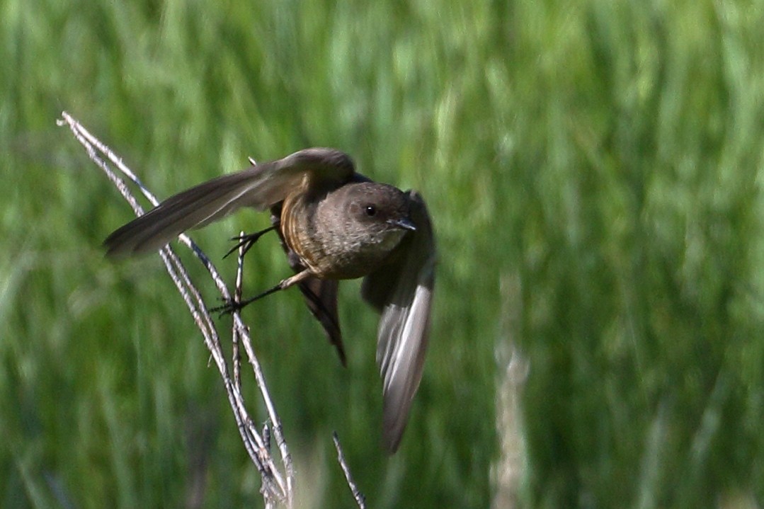 Say's Phoebe - ML636297035