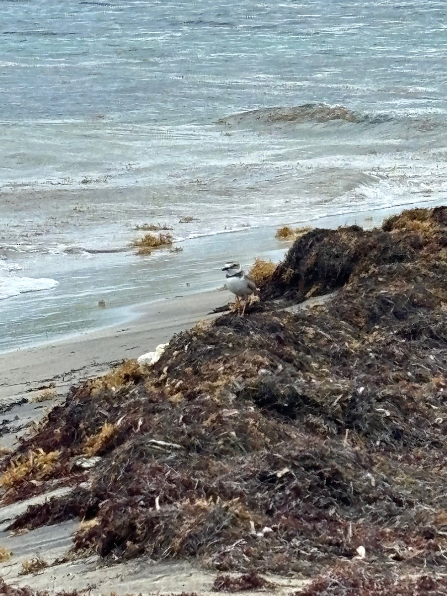 Wilson's Plover - ML636297048