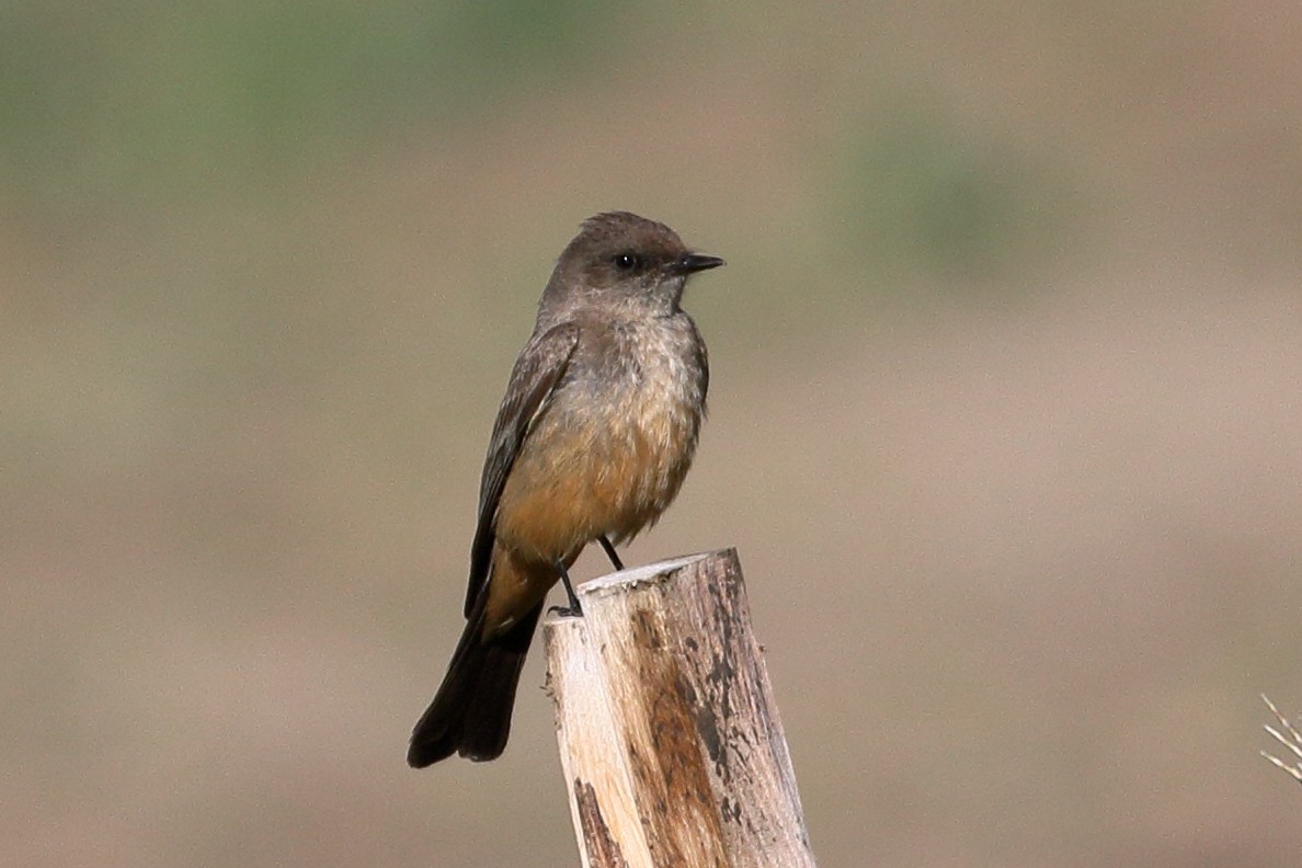 Say's Phoebe - ML636297052