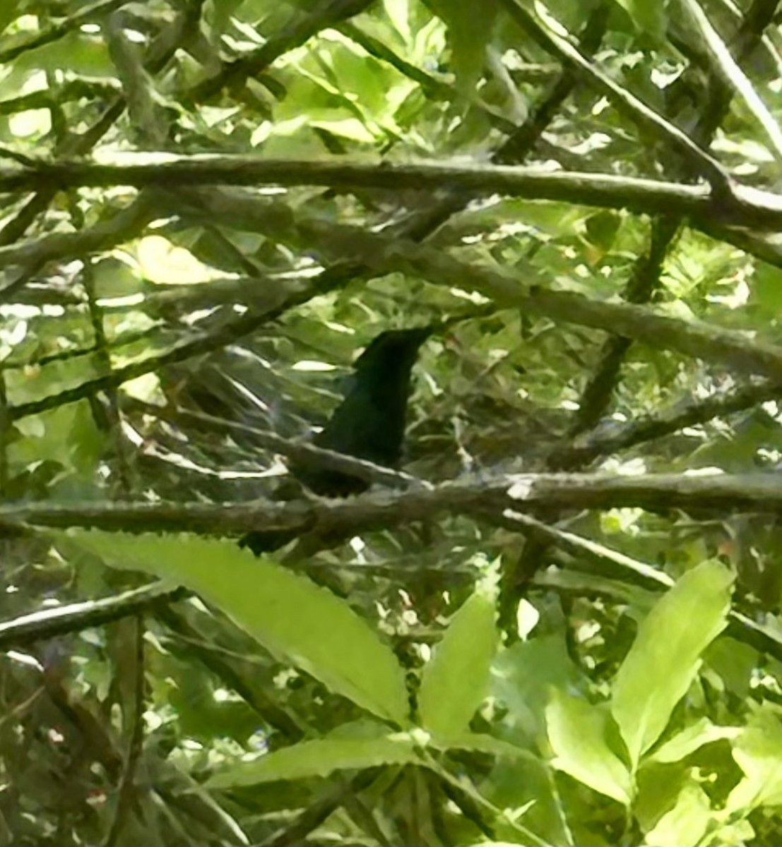 Green-throated Carib - ML636297090