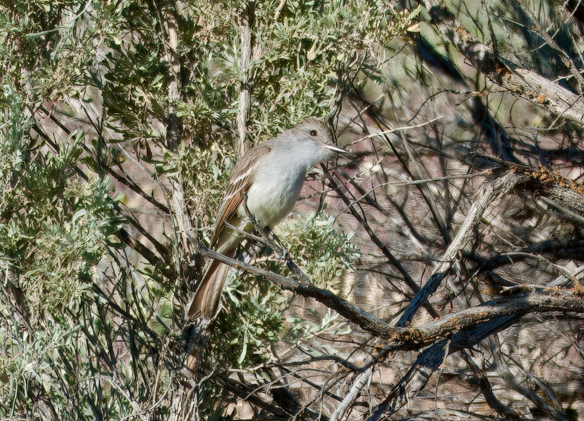 Ash-throated Flycatcher - ML636297288