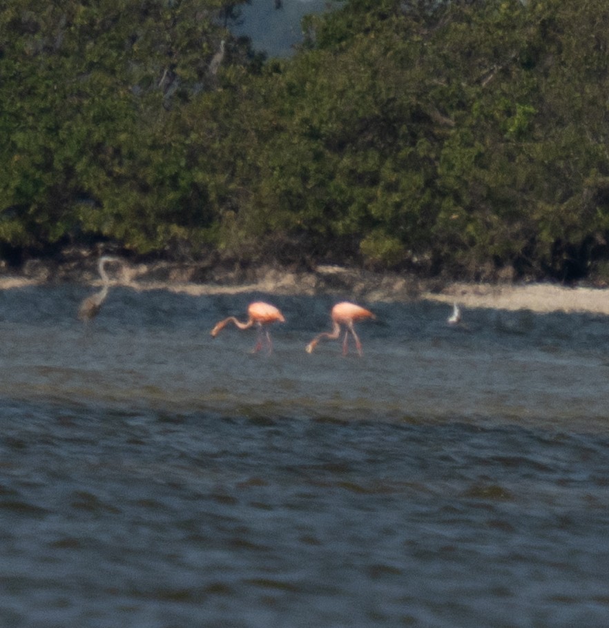 American Flamingo - ML636297297