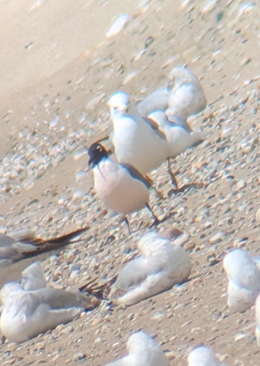 Franklin's Gull - ML636297419