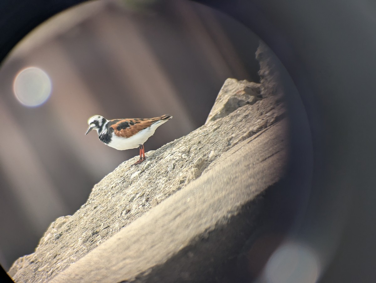 Ruddy Turnstone - ML636297438