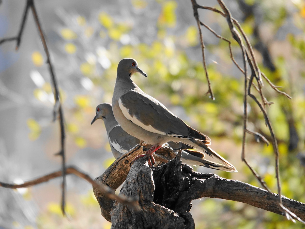 White-winged Dove - ML636297444