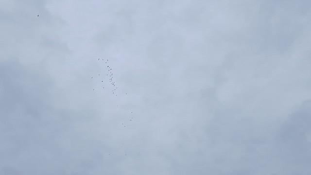 チュウシャクシギ（亜種 アメリカチュウシャクシギ） - ML636297477