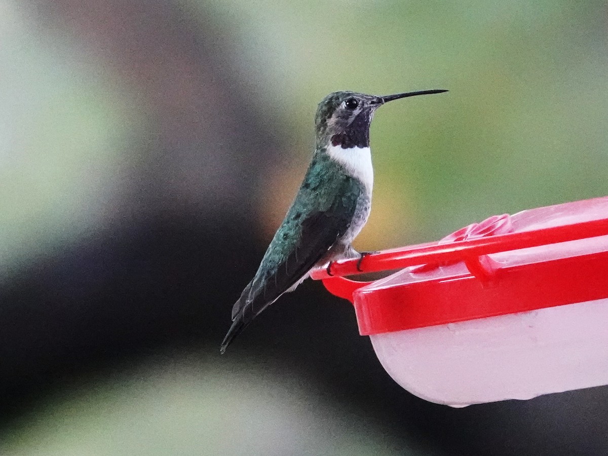 Black-chinned Hummingbird - ML636297488