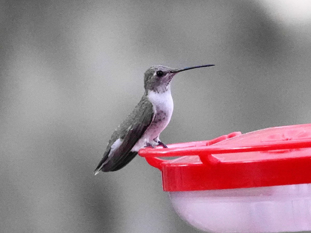 Black-chinned Hummingbird - ML636297489