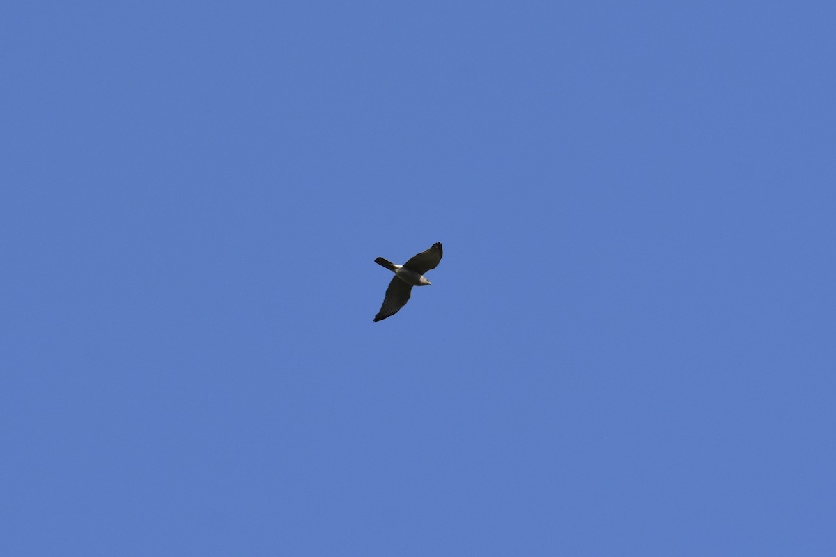 Levant Sparrowhawk - ML636297504