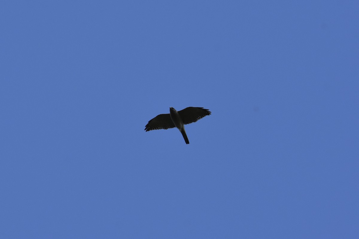 Levant Sparrowhawk - ML636297505