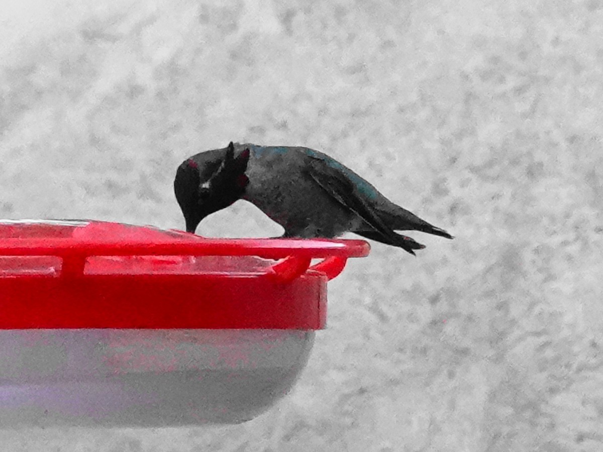 Anna's Hummingbird - ML636297531