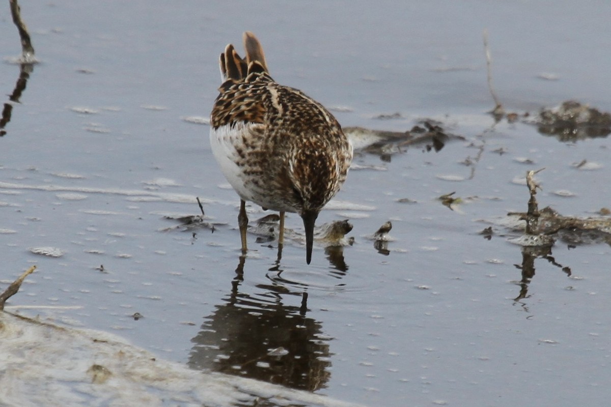 Least Sandpiper - ML636297554