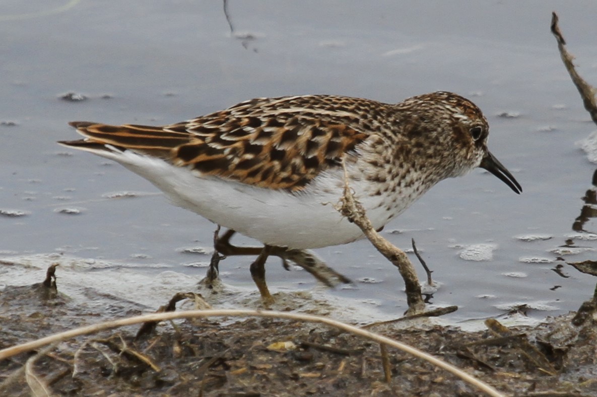 Least Sandpiper - ML636297555