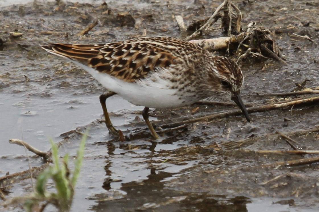 Least Sandpiper - ML636297556
