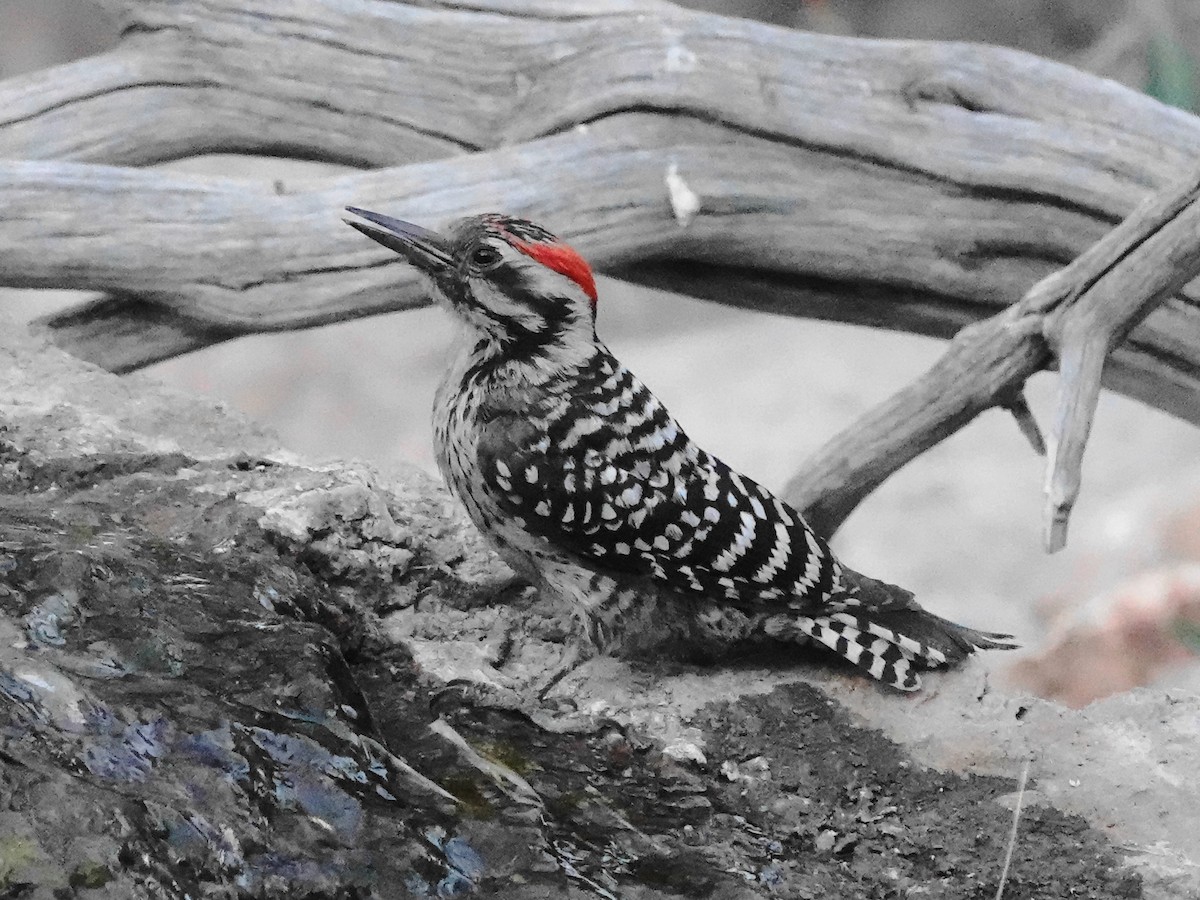 Ladder-backed Woodpecker - ML636297563