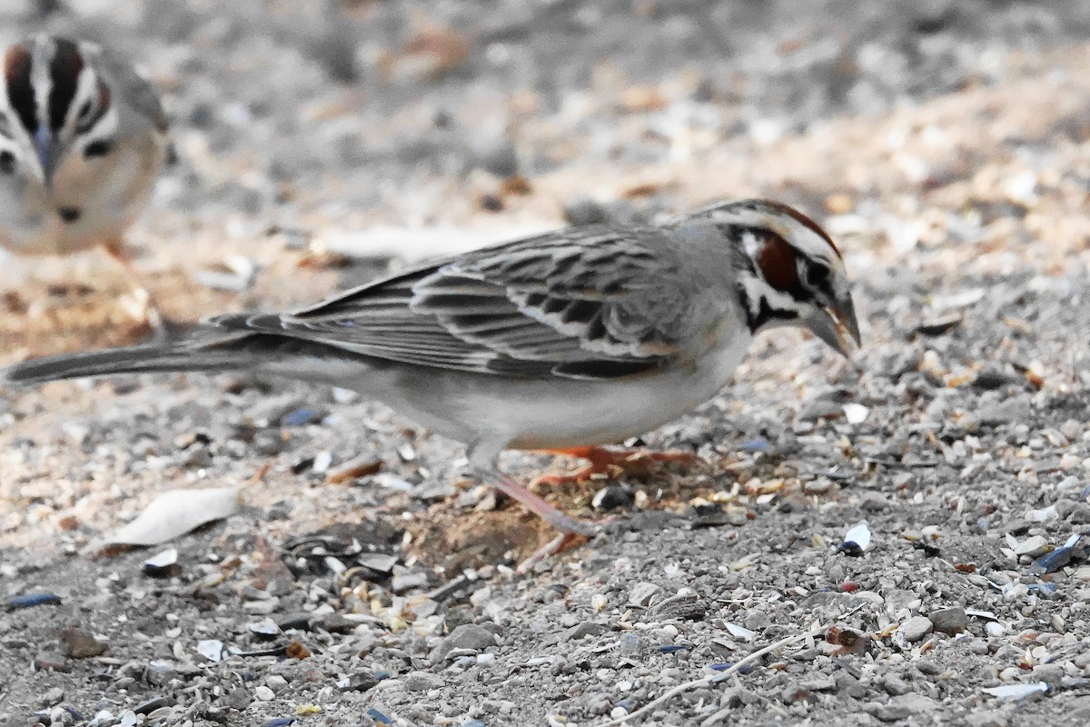 Lark Sparrow - ML636297583
