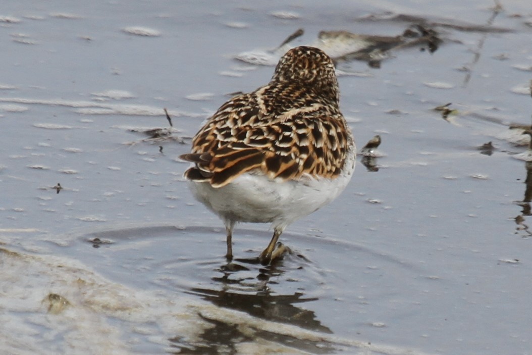Least Sandpiper - ML636297591