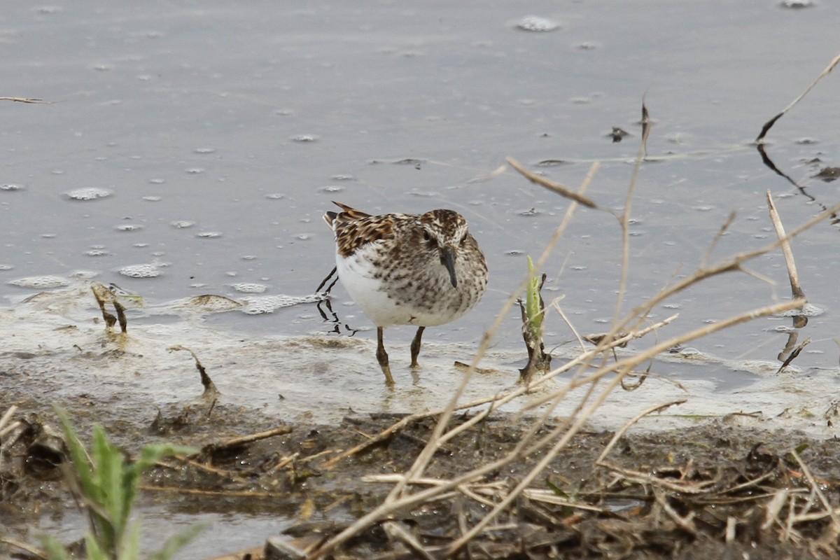 Least Sandpiper - ML636297592