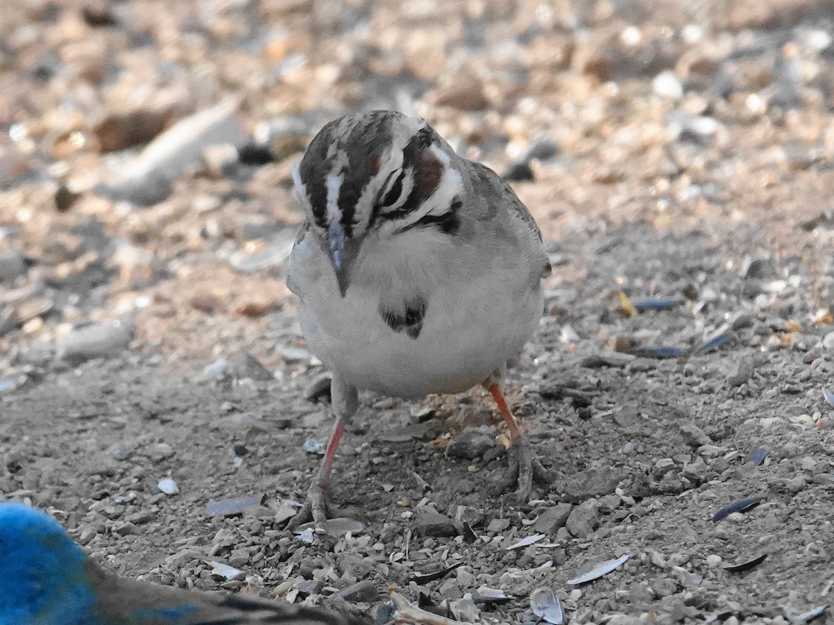 Lark Sparrow - ML636297601