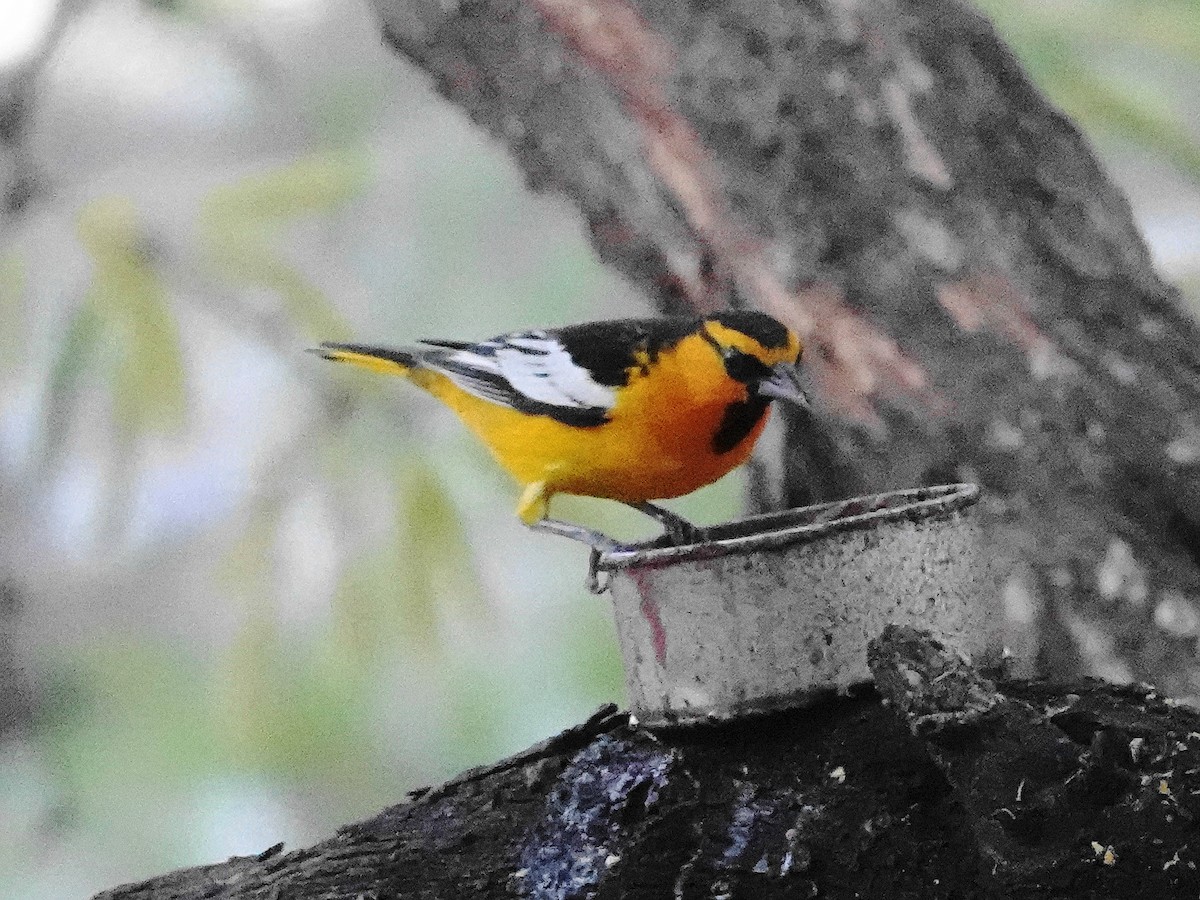 Bullock's Oriole - ML636297671