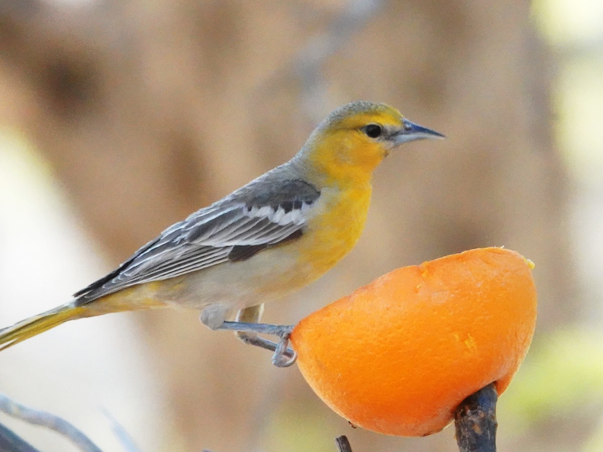 Bullock's Oriole - ML636297672