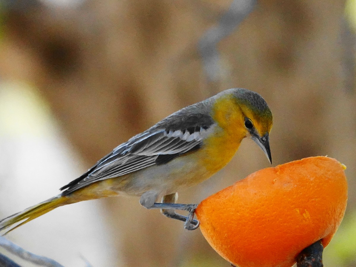 Bullock's Oriole - ML636297673
