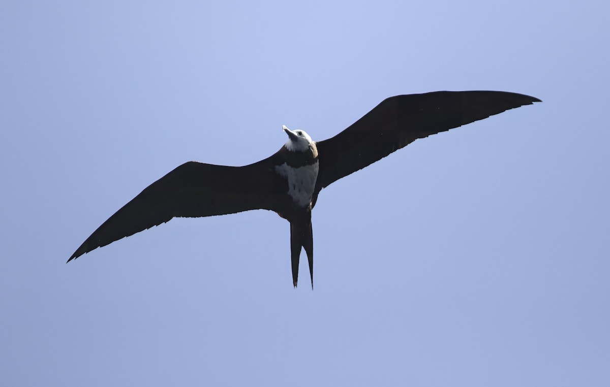 Ascension Frigatebird - ML636297748