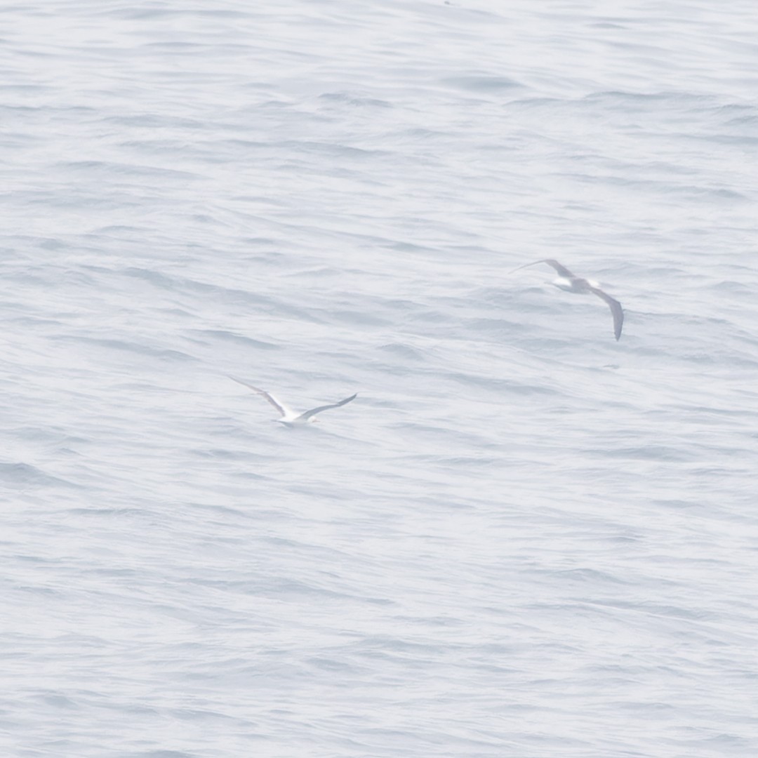 Masked Booby - ML636297811